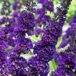 Black Knight Butterfly Bush Shrub Plant Buddleja Davidii 2L Pot