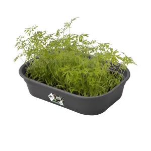 Elho Green Basics Small Seed Tray (L)24cm 170mm