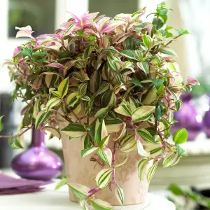 Tradescantia Quadricolor - Easy to Care For Indoor Plant, Variegated Four Coloured Inch Plant, Compact Size (15-25cm)