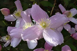 Clematis Montana Elizabeth Climbing Plant 3-4ft Supplied in a 2/3 Litre Pot