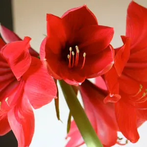 Amaryllis Red Waxed Bulb Live Houseplant in Gift Sleeve - Indoor Hippeastrum Growing Bulb - Christmas Gift Idea for Plant Lovers