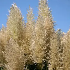 Pumila Pampas Grass Cortaderia Selloana Outdoor Ornamental Plant 2L Pot