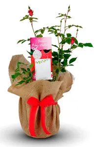 Ruby Wedding Rose Bush Gift Wrapped - 40th Wedding Anniversary Plant