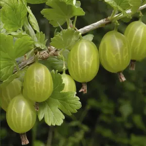 1 x Gooseberry Plant 'Invicta' in a 2L Pot - Supplied as an Established Plant Ready to Plant Out - Potted Gooseberry Bushes for Ga