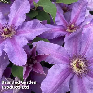 Large Flowering Clematis Tumaini Evigsy - 3 Litre Potted Plant x 1