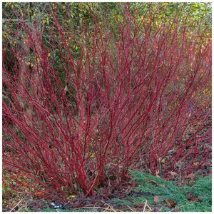 50 Red Dogwood 2-3ft Hedging Plants,Beautiful Red Bark Cornus Alba Sibirica 3FATPIGS