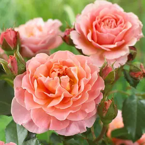 Harkness Roses Rose Marie Curie in 3L or 4L Pot Ready for Planting