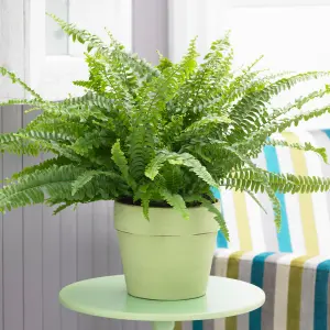 Nephrolepis Boston Fern - Tropical Houseplant in 12cm Pot, Fresh Evergreen Foliage, Air Purifying Plant (25-35cm)