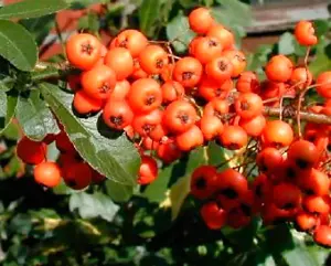 Pyracantha Orange Glow Shrub 5-6ft Extra Large Supplied in a 5 Litre Pot