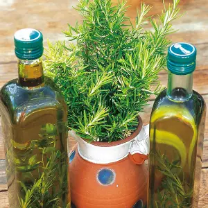 Herb Rosemary 1 Seed Packet (100 Seeds)