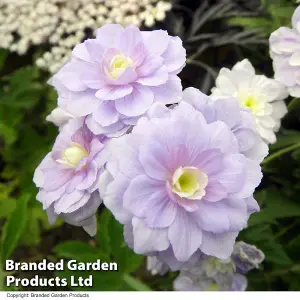 Geranium Summer Skies 3 Bare Root Plants