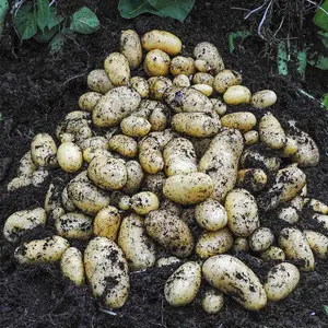 Grow Your Own Vegetables - Potato Jazzy 4kg