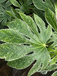 Direct Plants Fatsia Japonica Spiders web Variegated Evergreen Shrub Plant Large in a 3 Litre Pot