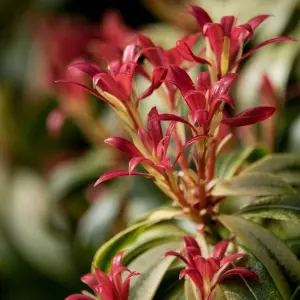 Pieris Flaming Silver in 8/9cm Pot