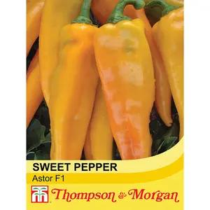 Pepper sweet Astor F1 Hybrid 1 Seed Packet (8 Seeds)