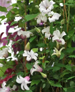 Coronation Clematis texensis Collection - 3 plants supplied in 7cm pots