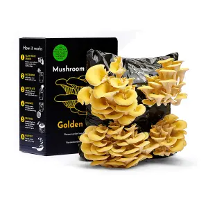 Yellow-Gold Oyster Mushroom Growing Kit  Gift Option