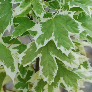 Acer Drummondii Tree - Variegated Foliage, Compact Size, Hardy (5-6ft)