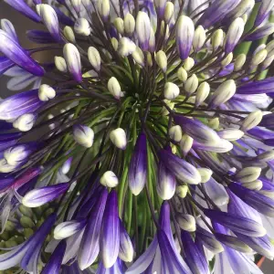 Agapanthus African Lily - Colorful Agapanthus africanus, Deciduous Perennial (30-40cm Height Including Pot)