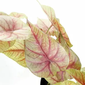 Artificial Pink Caladium Potted Trailing Plant Botanik