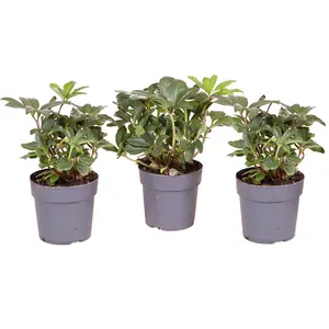 Helleborus Christmas Carol Hellebore Christmas Rose 3 Plants in 12cm Pots