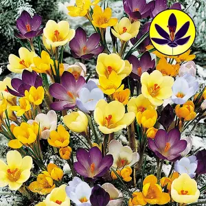 Crocus Species Mixed Flowering Bulbs - Diverse Mix of Blooms, 500 Pack