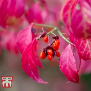 Euonymus Alatus Compactus 3.6 Litre Potted Plant 25-30cm x 2