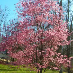 Prunus Okame Tree - Vibrant Pink Flowers, Compact, Hardy (5-6ft)