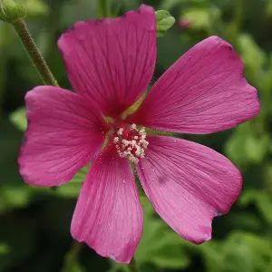 Lavatera Burgundy Wine Garden Plant - Deep Pink Blooms, Compact Size (25-35cm, 3 Plants)