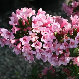 Weigela Pink Poppet Garden Plant - Compact Size, Pink Bell-shaped Blooms (15-30cm Height Including Pot)