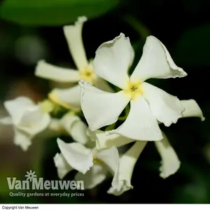 Trachelospermum Jasminoides 3 Litre Potted Plant x 1