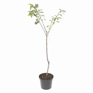 Stella Cherry Fruit Tree in a 5L Pot 90-110cm Tall on Dwarf Rootstock - for Patios and Pots, Small Gardens, Delicious Soft Fruit