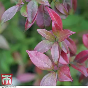 Fragrant Trachelospermum Jasminoides - Star Jasmine - 2 Litre Potted Plant x 2 - Ideal for Trellis, Fences & Obelisks