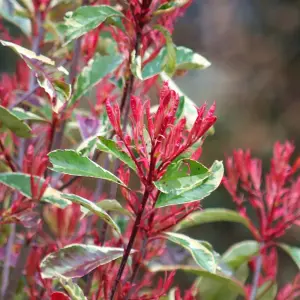 Photinia Louise Garden Plant - Stunning Red Foliage, Compact Size, Hardy (15-30cm Height Including Pot)