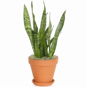 Sansevieria Black Coral - Air Purifying Snake Plant, Houseplant for Home Office, Easy Care (30-40cm Height Including Pot)