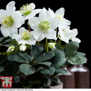 Helleborus Christmas Carol 12cm Potted  Plant x 1