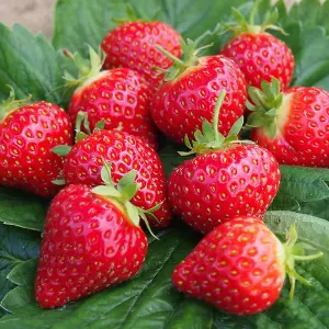 Strawberry Plant Mix - Outdoor Fruit Plants for Gardens, Pots, Containers (9cm Pots, 3 Pack)