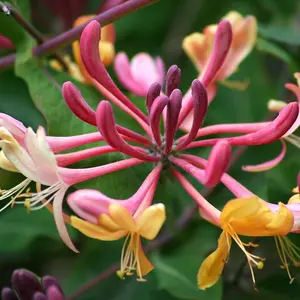 Lonicera x heckrottii Gold Flame hort. Burgundy Climbing Plant 60cm Cane 3L Pot