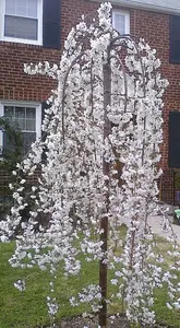 Direct Plants Prunus Snow Showers Weeping Japanese Flowering Cherry Tree 4-5ft Supplied in a 7.5 Litre Pot