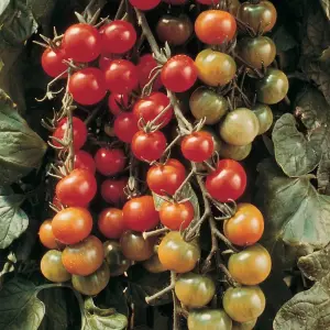 Tomato Cherrola F1 Hybrid 1 Seed Packet (10 Seeds)