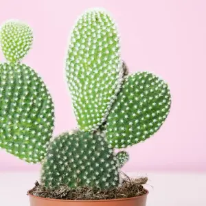 Opuntia Microdasys Bunny Ears Cactus in 8.5cm Pot - Indoor Cactus Plant