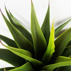 55cm Artificial Tropical Yucca Plant