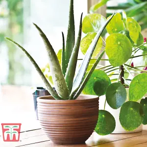 Aloe Vera Houseplant - Potted Plant  x 3