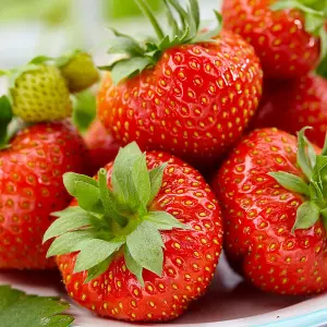 Strawberry Korona Bare Root - Grow Your Own Bareroot, Fresh Fruit Plants, Ideal for UK Gardens (10 Pack)