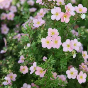 Potted Plantentilla Fruticosa Lovely Pink 3.5 Litre Potted Plant x 2