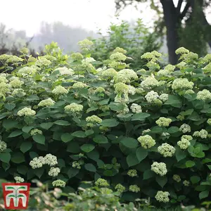 Hydrangea Lime Rickey 3 Litre Potted Plant x 1 - Ideal for lightly shaded borders