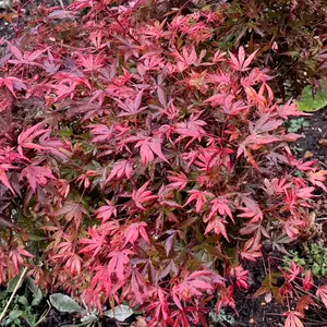 Acer Shaina - Dwarf Japanese Maple, Outdoor Plant, Ideal for Gardens, Compact Size (50-70cm Height Including Pot)