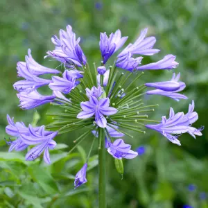 Agapanthus Charlotte - Agapanthus africanus, Deciduous Perennial (10-20cm Height Including Pot)