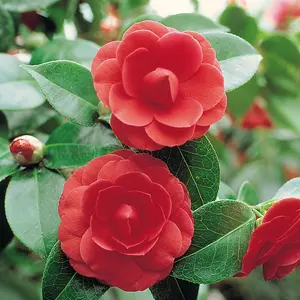 Camellia Tricolour 15cm Pot x 2