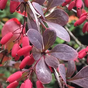 Berberis thunbergii Atropurpurea 'Purple Barberry' Bare Root Hedge Hedging Tree Plants (1-2ft, 5 Plants)